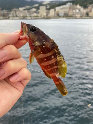 アカハタの釣果