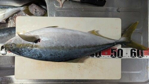 ハマチの釣果