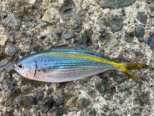 タカベの釣果