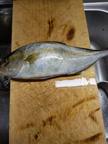 野見湾