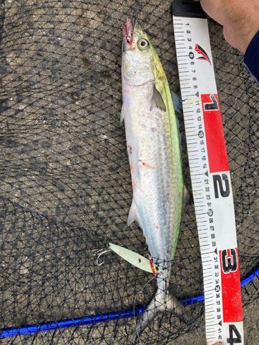 サゴシの釣果