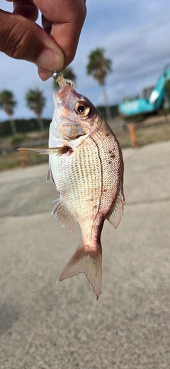 チャリコの釣果