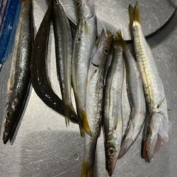 アカカマス