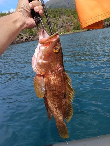 キジハタの釣果