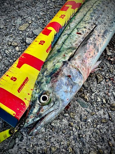 サワラの釣果