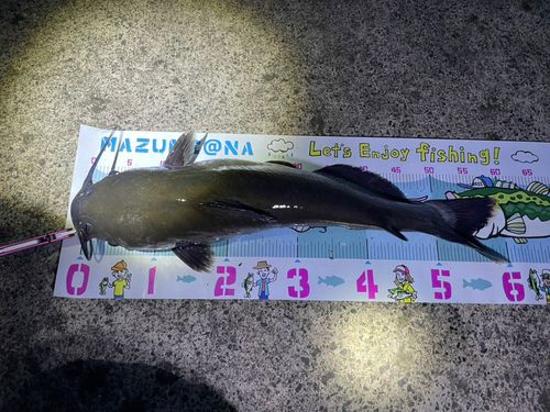 アメリカナマズの釣果