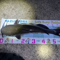 アメリカナマズ