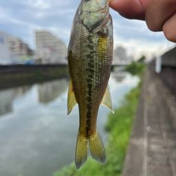 ラージマウスバス
