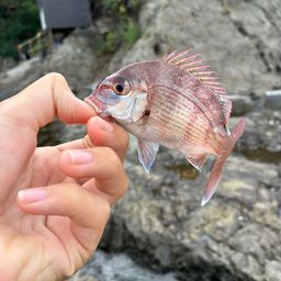 マダイ