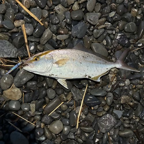 ショゴの釣果