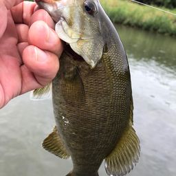 スモールマウスバス