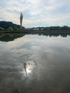 ハゼの釣果