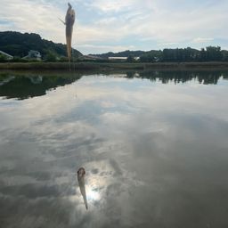 ハゼ