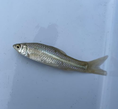 モツゴの釣果