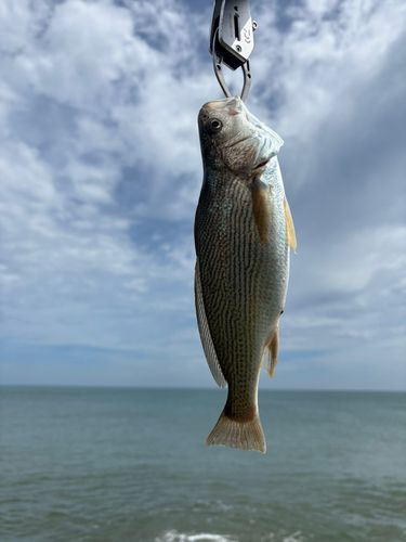 釣果