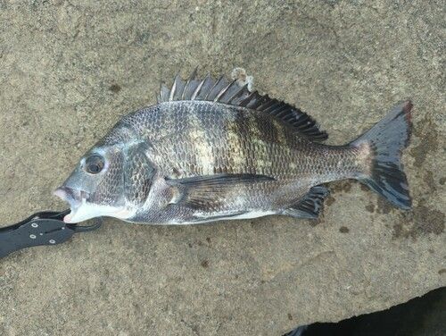 クロダイの釣果