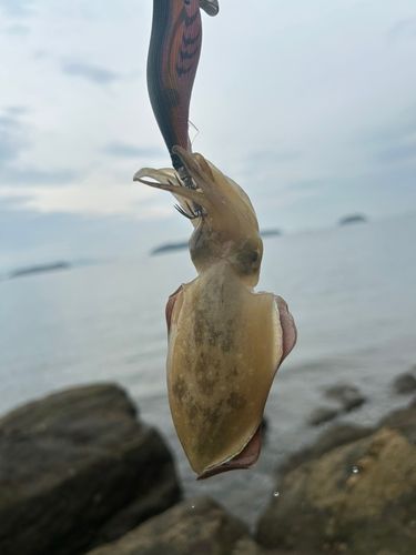 モンゴウイカの釣果