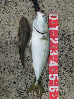ハマチの釣果