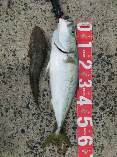 ハマチの釣果