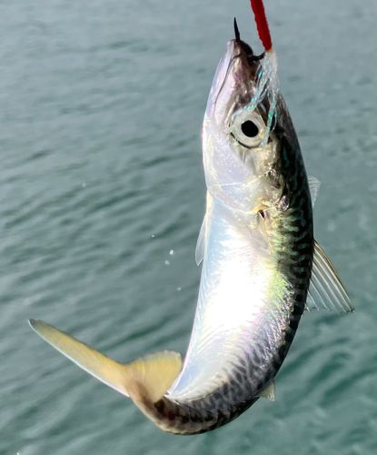 サバの釣果