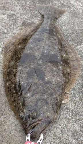 ヒラメの釣果