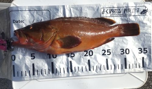 アカハタの釣果