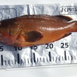 アカハタ