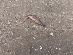 オオモンハタの釣果