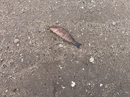 オオモンハタの釣果