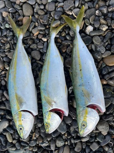 ワカシの釣果
