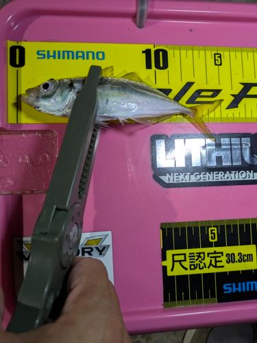 マアジの釣果