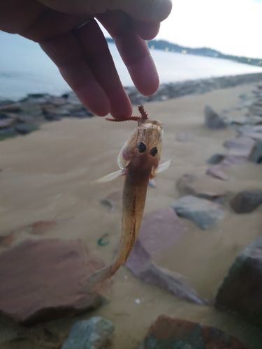 玄界灘