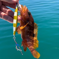 アコウの釣果