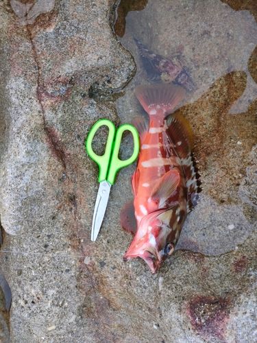 アカハタの釣果