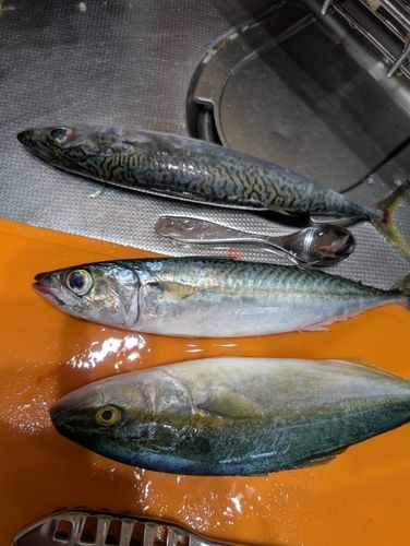ヤズの釣果