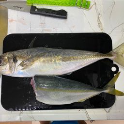 アジ
