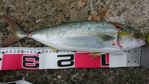 ツバスの釣果