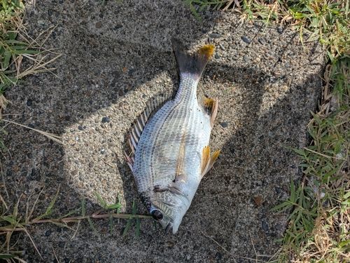 キビレの釣果