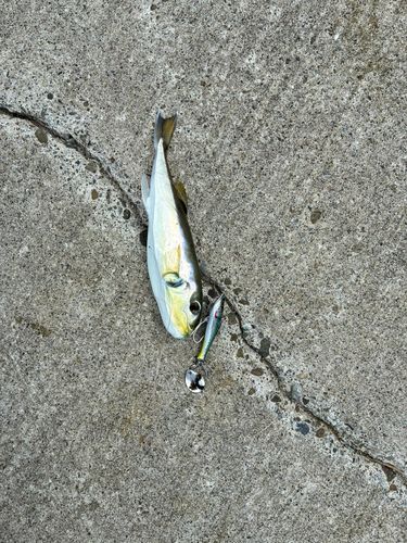 ドクサバフグの釣果