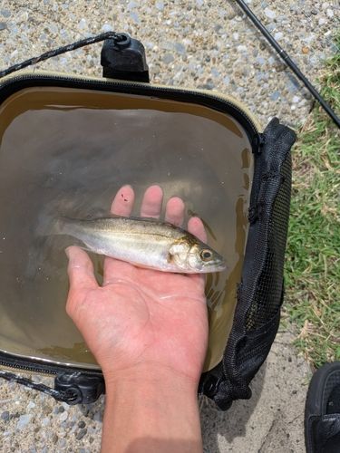 スズキの釣果