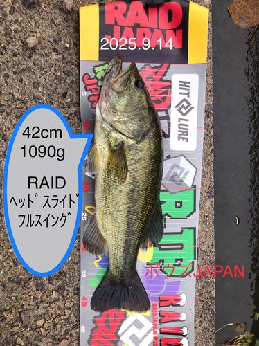 ブラックバスの釣果