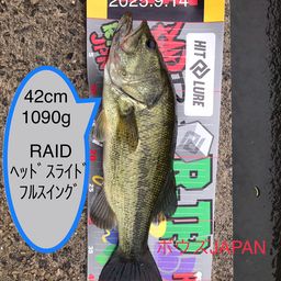 ブラックバス