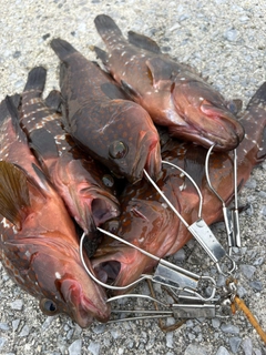 キジハタの釣果