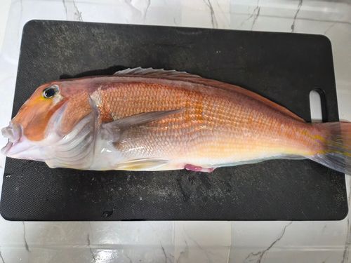 アカアマダイの釣果
