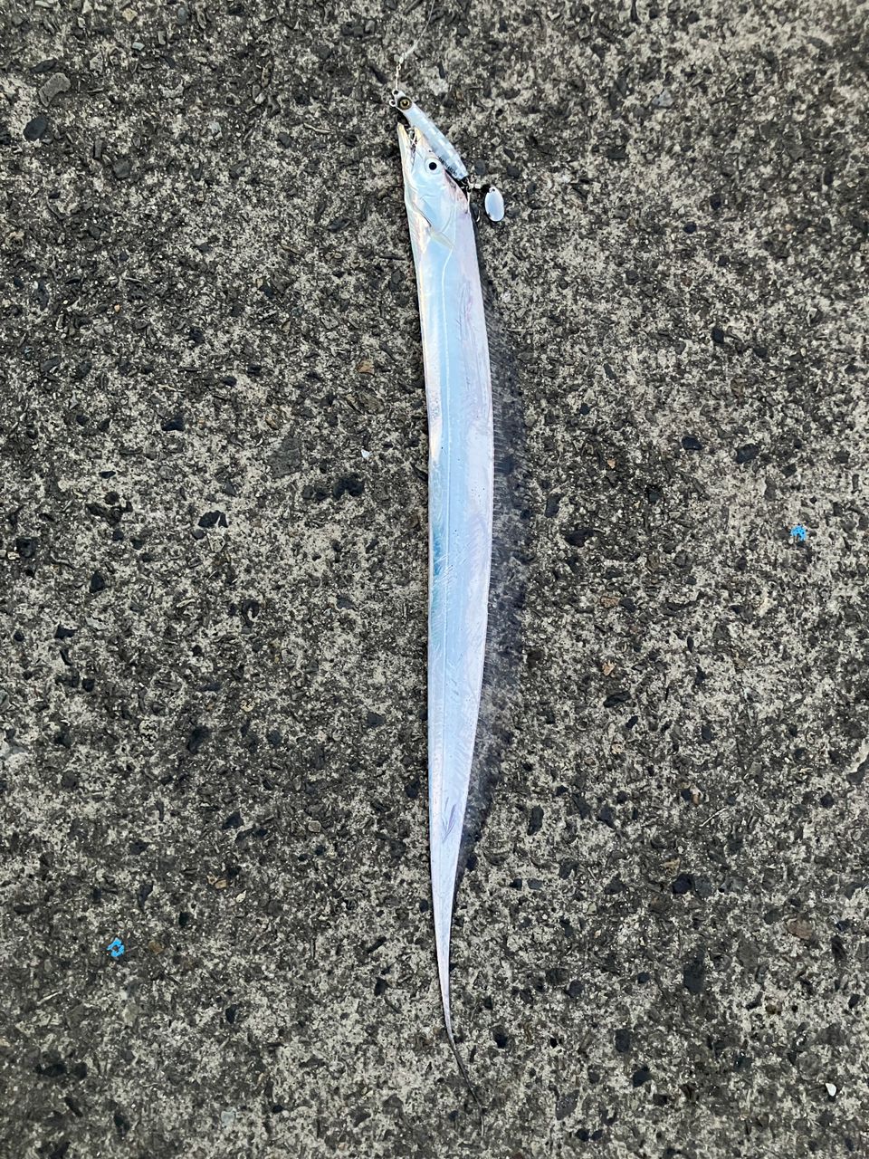 タチウオ