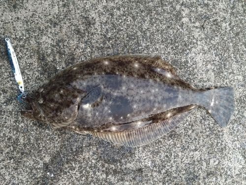 ヒラメの釣果