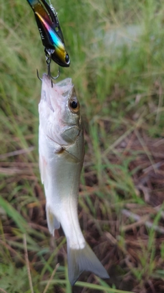 セイゴ（マルスズキ）の釣果