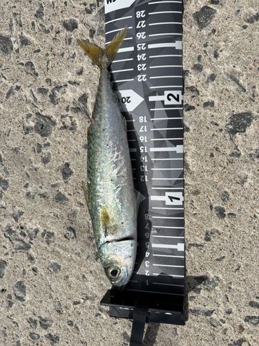 サバの釣果
