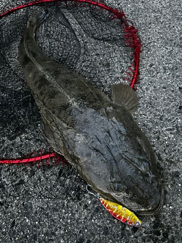 マゴチの釣果