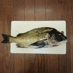 クロダイ